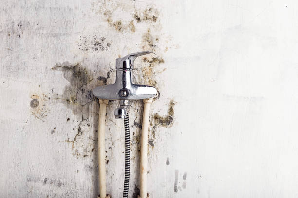 Best Fast Mold Removal  in East Islip, NY