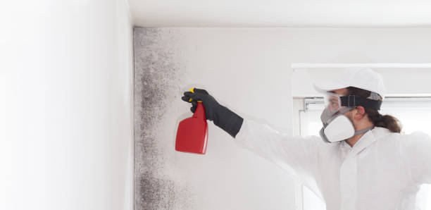 Best Certified Mold Removal  in East Islip, NY