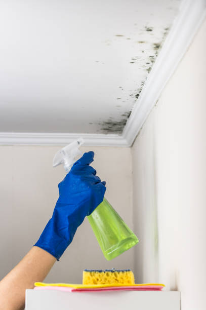 Best Residential Mold Removal  in East Islip, NY